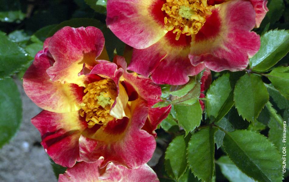 ©SUNFLOR - Primavera